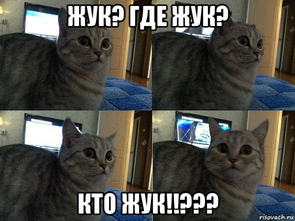 жук? где жук? кто жук!!???, Мем  Кот в шоке