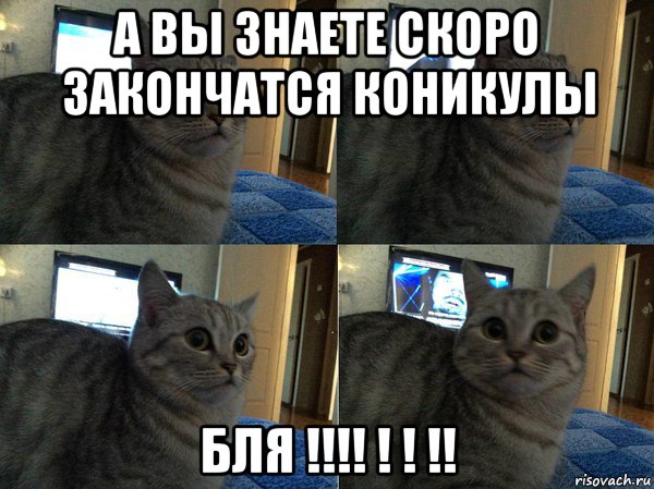 а вы знаете скоро закончатся коникулы бля !!!! ! ! !!, Мем  Кот в шоке