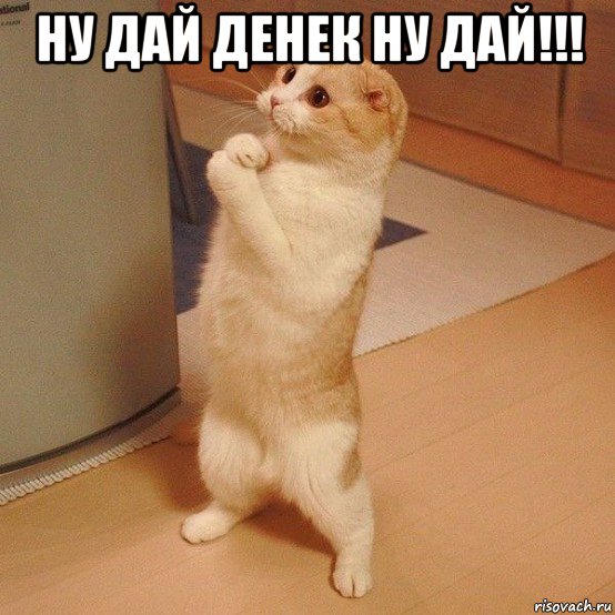 ну дай денек ну дай!!! , Мем  котэ молится