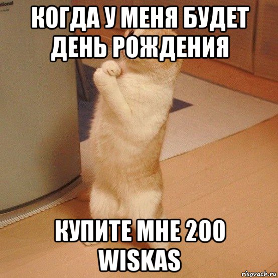 когда у меня будет день рождения купите мне 200 wiskas, Мем  котэ молится