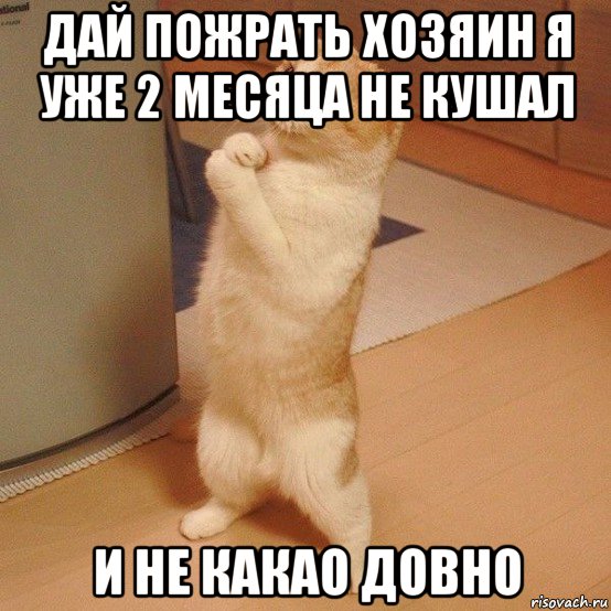 дай пожрать хозяин я уже 2 месяца не кушал и не какао довно, Мем  котэ молится