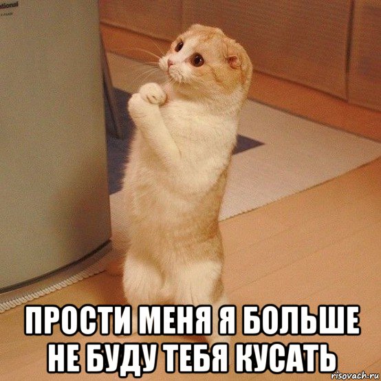  прости меня я больше не буду тебя кусать, Мем  котэ молится
