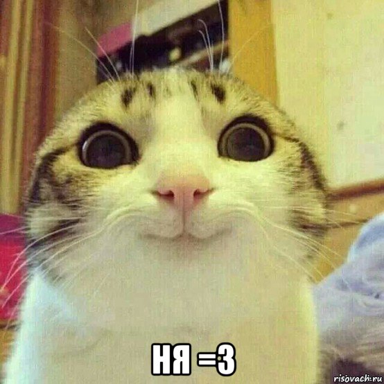  ня =3, Мем       Котяка-улыбака