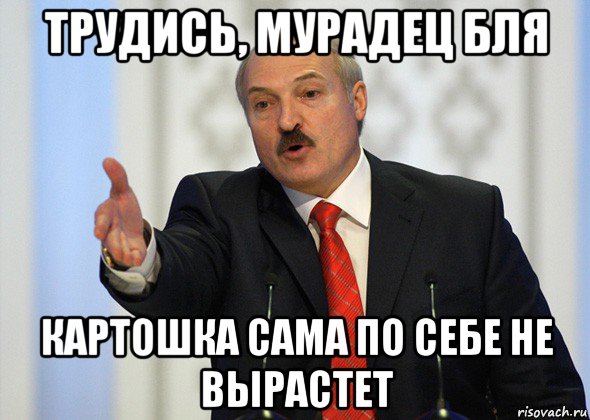 трудись, мурадец бля картошка сама по себе не вырастет, Мем лукашенко