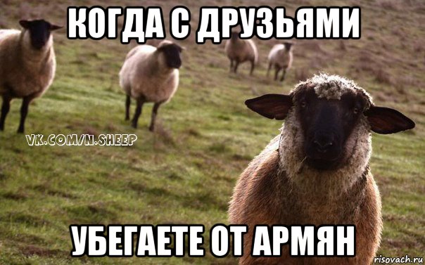 когда с друзьями убегаете от армян, Мем  Наивная Овца
