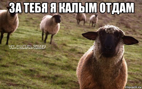 за тебя я калым отдам , Мем  Наивная Овца