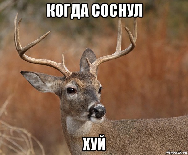 когда соснул хуй, Мем  Наивный Олень v2