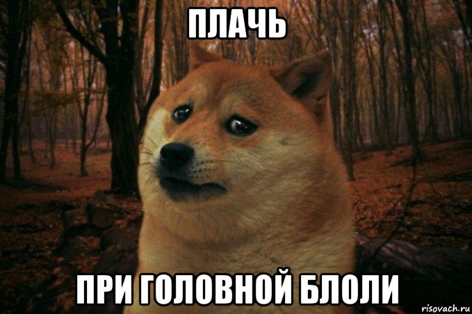 плачь при головной блоли, Мем SAD DOGE