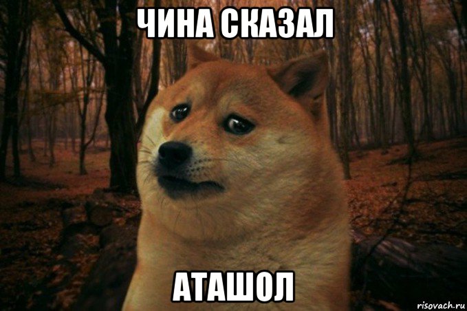 чина сказал аташол, Мем SAD DOGE