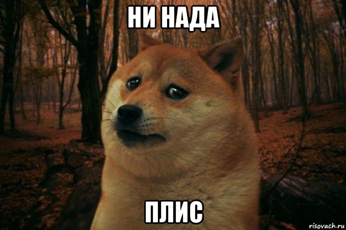 ни нада плис, Мем SAD DOGE