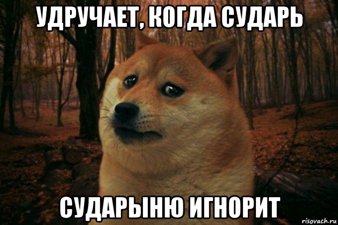 удручает, когда сударь сударыню игнорит, Мем SAD DOGE