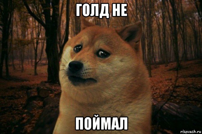 голд не поймал, Мем SAD DOGE