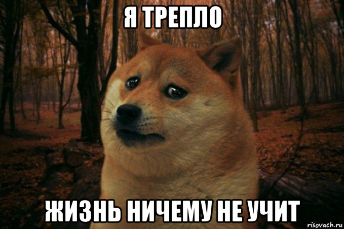 я трепло жизнь ничему не учит, Мем SAD DOGE