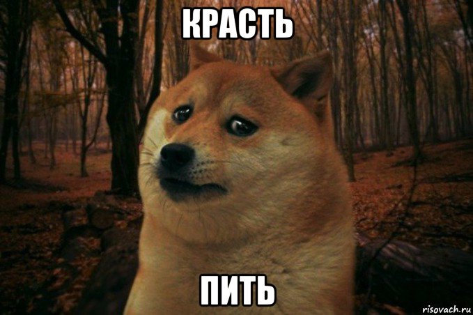 красть пить, Мем SAD DOGE