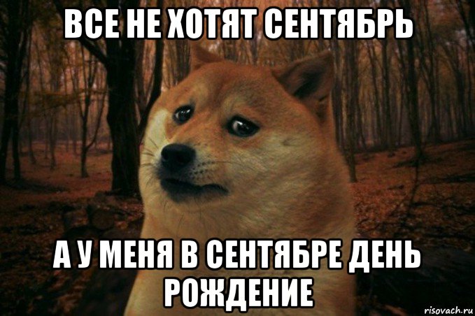 все не хотят сентябрь а у меня в сентябре день рождение, Мем SAD DOGE