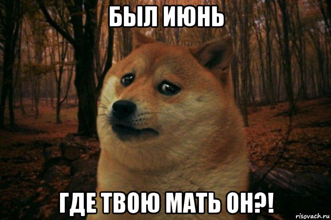 был июнь где твою мать он?!, Мем SAD DOGE