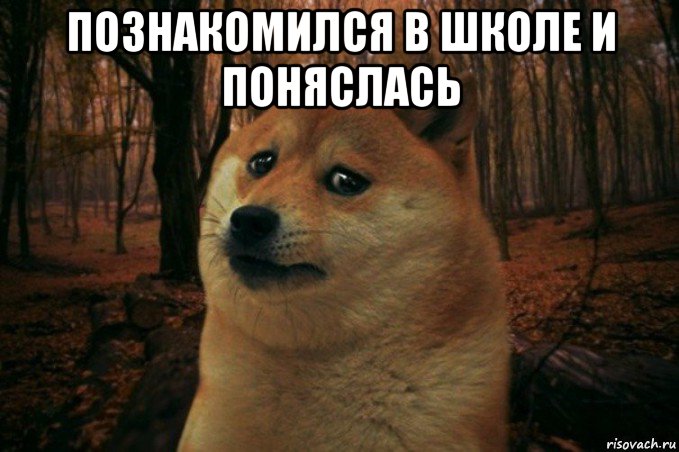 познакомился в школе и поняслась , Мем SAD DOGE