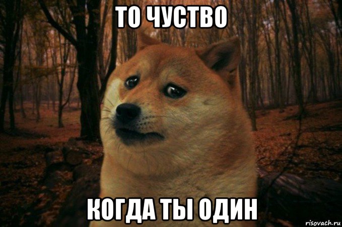 то чуство когда ты один, Мем SAD DOGE