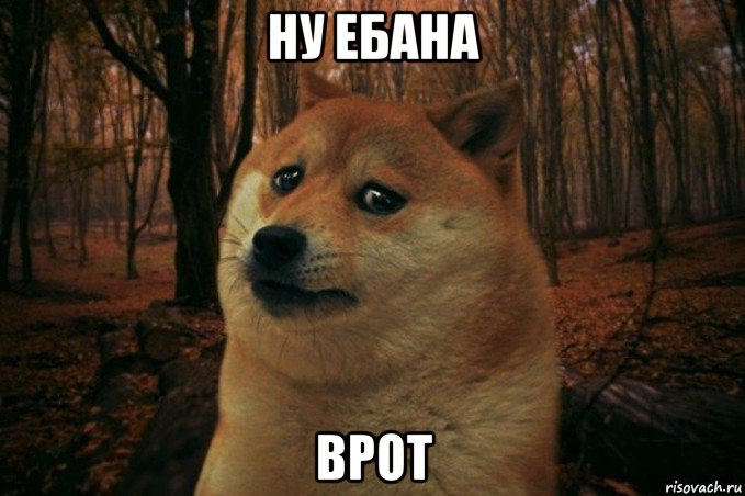 ну ебана врот, Мем SAD DOGE