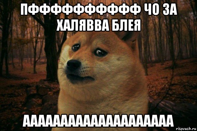 пфффффффффф чо за халявва блея аааааааааааааааааааа, Мем SAD DOGE