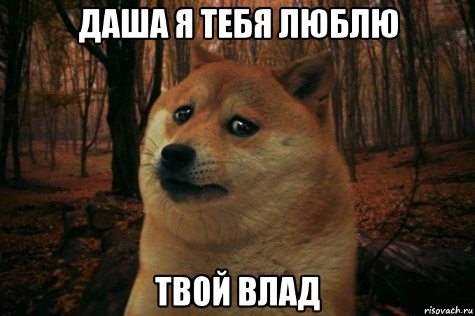 даша я тебя люблю твой влад, Мем SAD DOGE