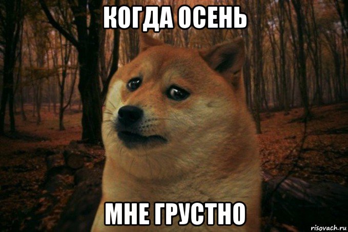 когда осень мне грустно, Мем SAD DOGE