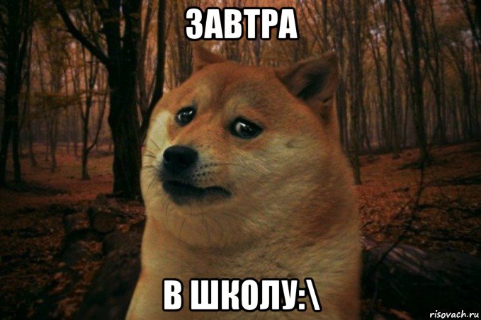 завтра в школу:\, Мем SAD DOGE