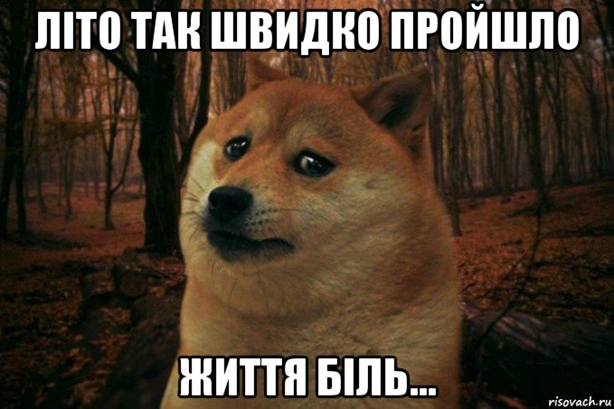 літо так швидко пройшло життя біль..., Мем SAD DOGE