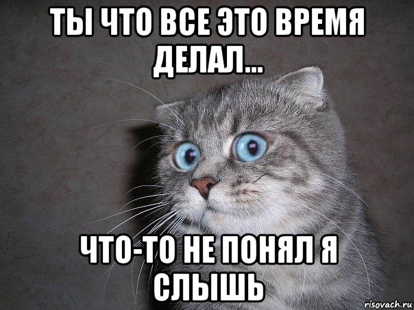 ты что все это время делал... что-то не понял я слышь, Мем  удивлённый кот