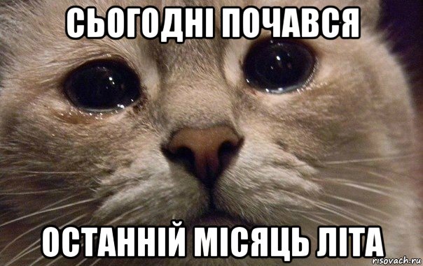 сьогодні почався останній місяць літа, Мем   В мире грустит один котик