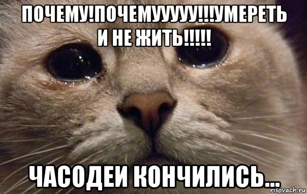 почему!почемууууу!!!умереть и не жить!!!!! часодеи кончились..., Мем   В мире грустит один котик