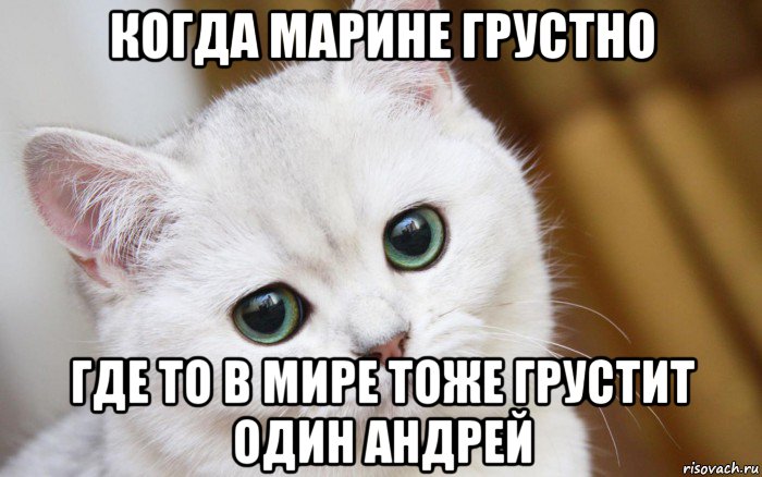 когда марине грустно где то в мире тоже грустит один андрей, Мем  В мире грустит один котик