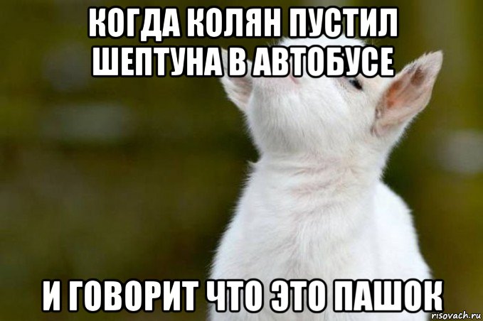 когда колян пустил шептуна в автобусе и говорит что это пашок, Мем  Гордый козленок