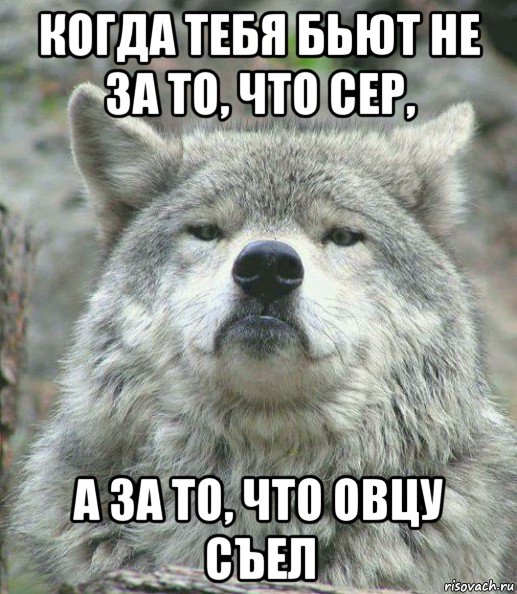 когда тебя бьют не за то, что сер, а за то, что овцу съел, Мем    Гордый волк