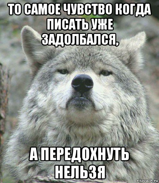 то самое чувство когда писать уже задолбался, а передохнуть нельзя, Мем    Гордый волк