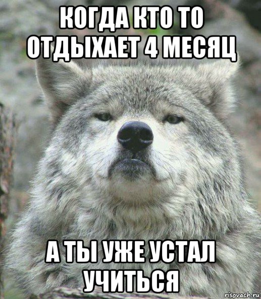 когда кто то отдыхает 4 месяц а ты уже устал учиться, Мем    Гордый волк