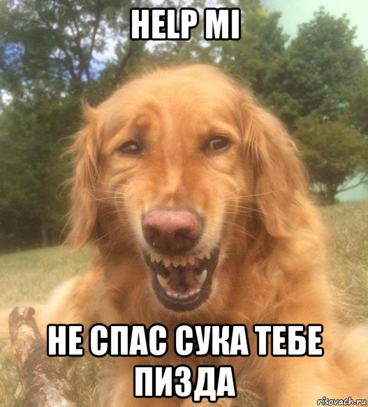 help mi не спас сука тебе пизда, Мем   Когда увидел что соседского кота отнесли в чебуречную