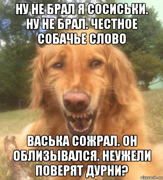 ну не брал я сосиськи. ну не брал. честное собачье слово васька сожрал. он облизывался. неужели поверят дурни?, Мем   Когда увидел что соседского кота отнесли в чебуречную