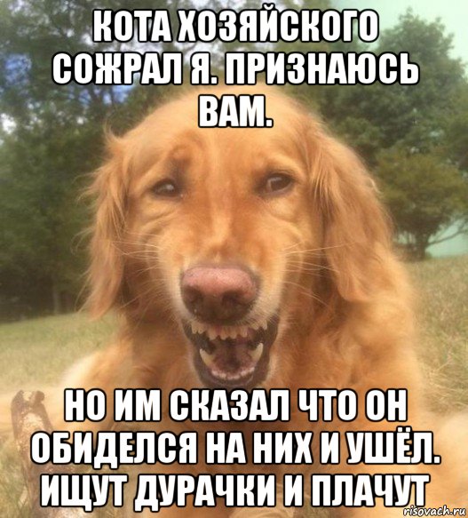 кота хозяйского сожрал я. признаюсь вам. но им сказал что он обиделся на них и ушёл. ищут дурачки и плачут