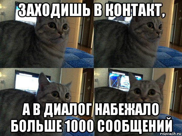 заходишь в контакт, а в диалог набежало больше 1000 сообщений, Мем  Кот в шоке