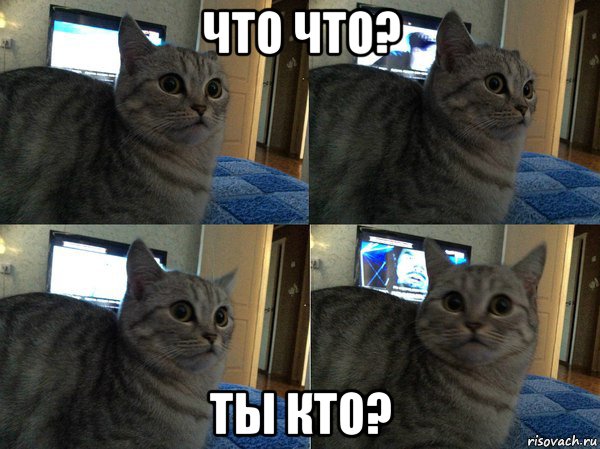 что что? ты кто?, Мем  Кот в шоке