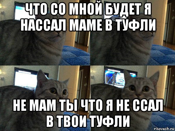 что со мной будет я нассал маме в туфли не мам ты что я не ссал в твои туфли, Мем  Кот в шоке