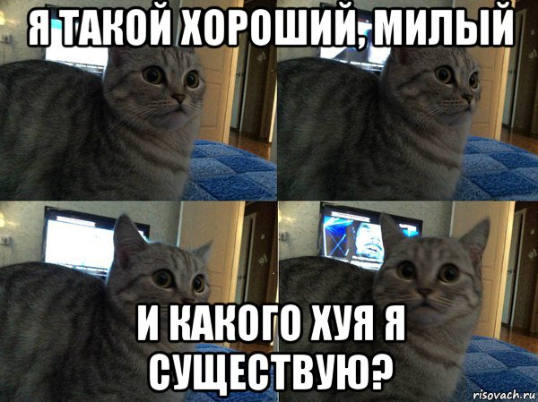 я такой хороший, милый и какого хуя я существую?, Мем  Кот в шоке