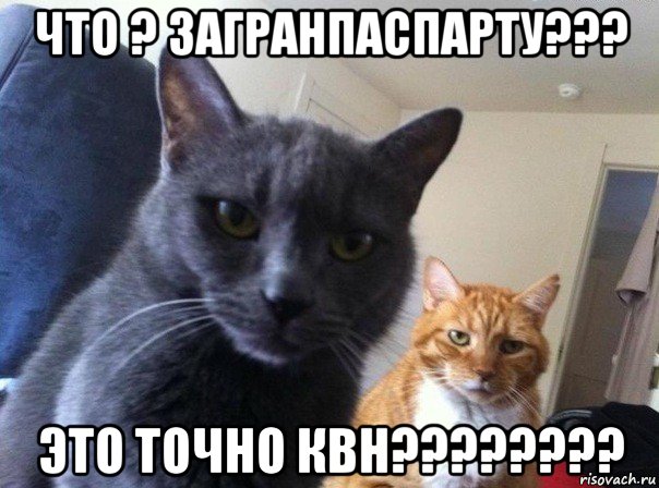 что ? загранпаспарту??? это точно квн????????, Мем  Два котэ