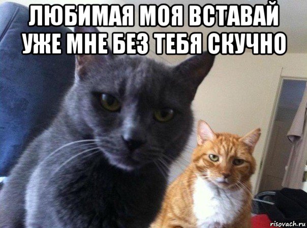 любимая моя вставай уже мне без тебя скучно , Мем  Два котэ