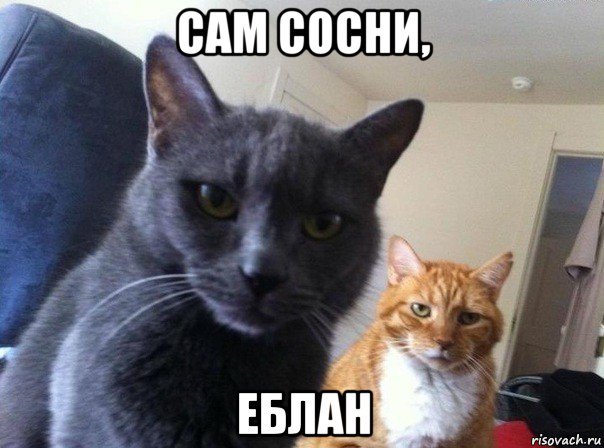 сам сосни, еблан, Мем  Два котэ