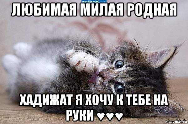 любимая милая родная хадижат я хочу к тебе на руки ♥♥♥, Мем  котенок