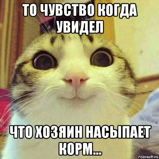 то чувство когда увидел что хозяин насыпает корм..., Мем       Котяка-улыбака