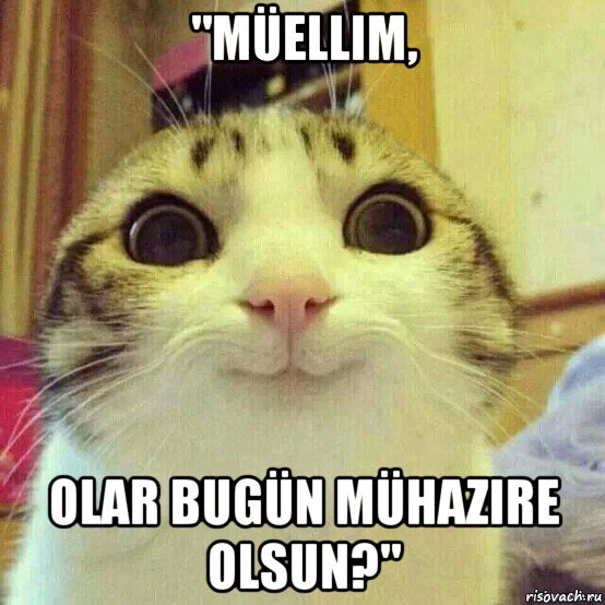 "müellim, olar bugün mühazire olsun?", Мем       Котяка-улыбака