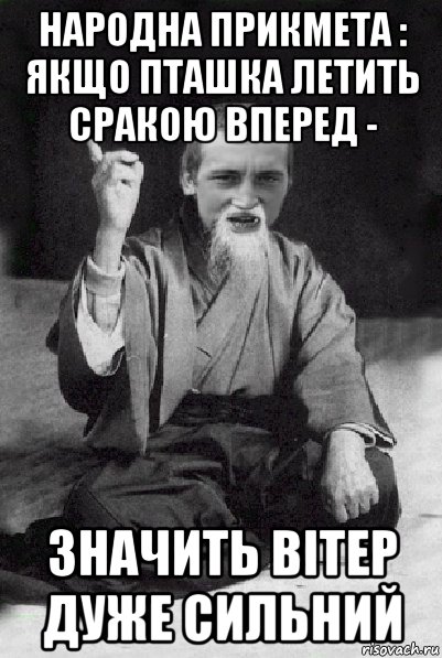 народна прикмета : якщо пташка летить сракою вперед - значить вітер дуже сильний, Мем Мудрий паца